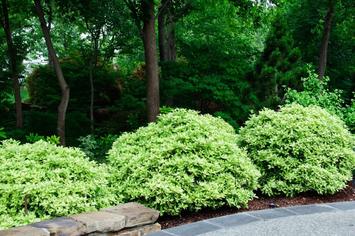 Gold Dust Holly - Osmanthus heterophyllus 'Goshiki' from How Sweet It Is