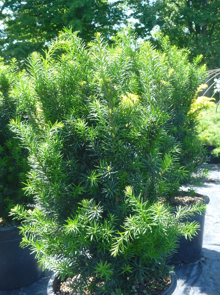 Yew - Taxus x media 'Hicksii' from How Sweet It Is