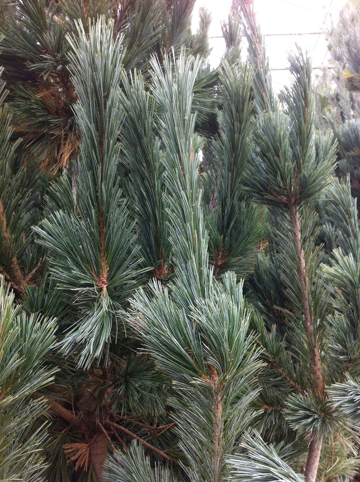 Pine - Pinus flexilis 'Vanderwolf's Pyramid' from How Sweet It Is