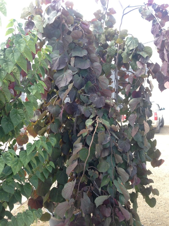 Redbud - Cercis canadensis 'Ruby Falls' from How Sweet It Is