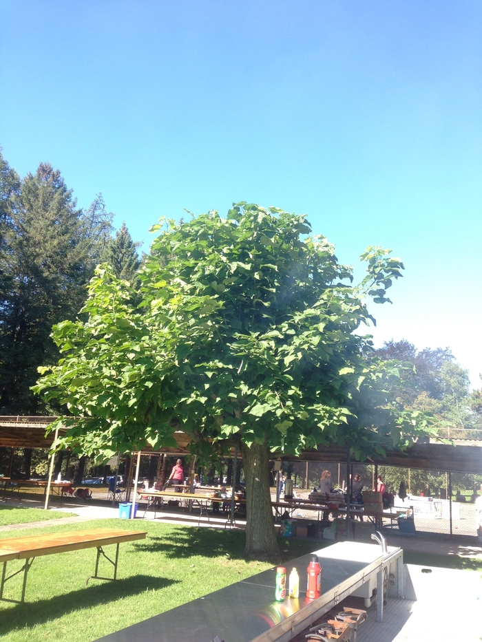 Umbrella Tree - Catalpa bungei from How Sweet It Is