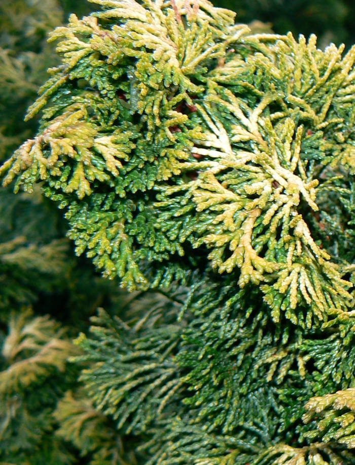 Verdoni Hinoki Falsecypress - Chamaecyparis obtusa 'Verdoni' from How Sweet It Is