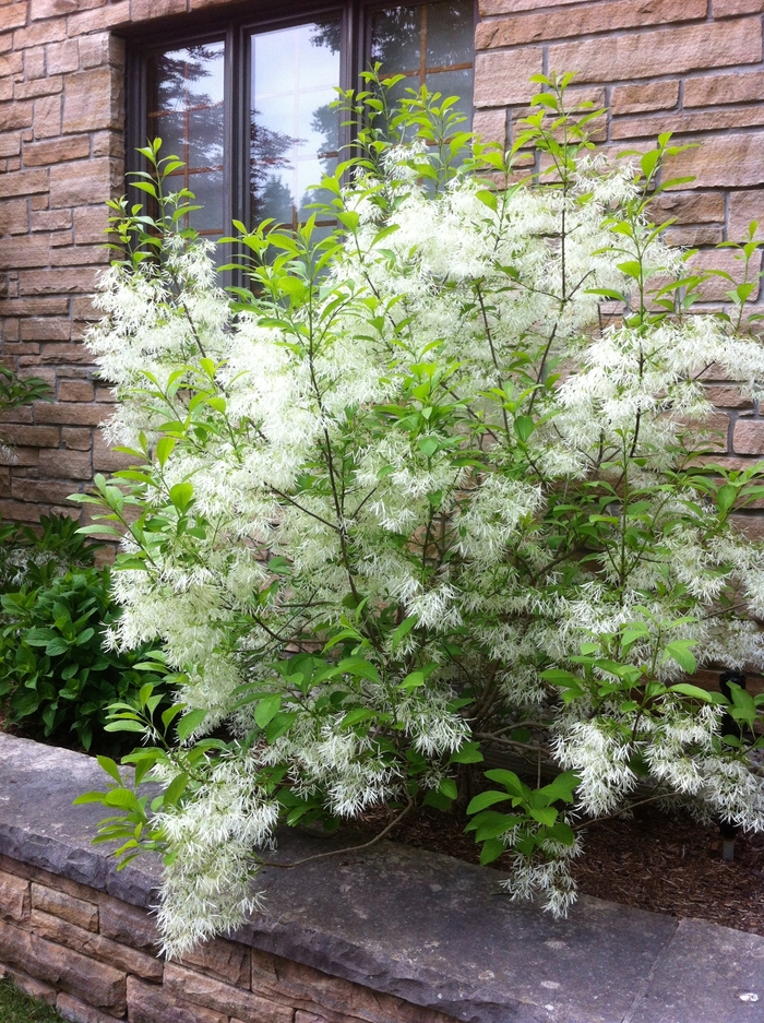 White Fringe Tree - Chionanthus virginicus from How Sweet It Is