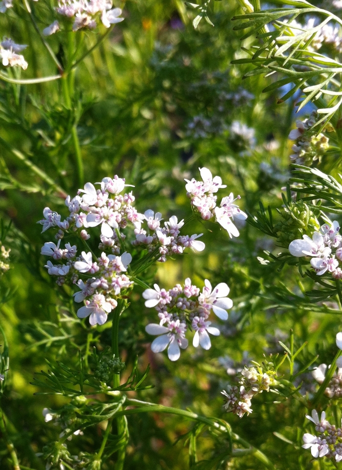 Coriander - Coriandrum sativum from How Sweet It Is