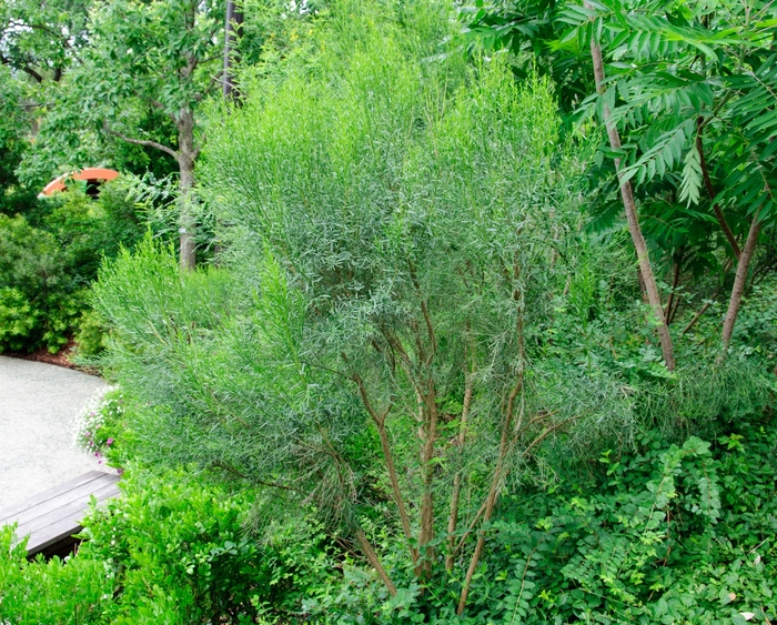 Desert Broom - Baccharis sarothroides from How Sweet It Is