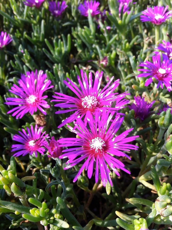 Hardy Ice Plant - Delosperma cooperi from How Sweet It Is