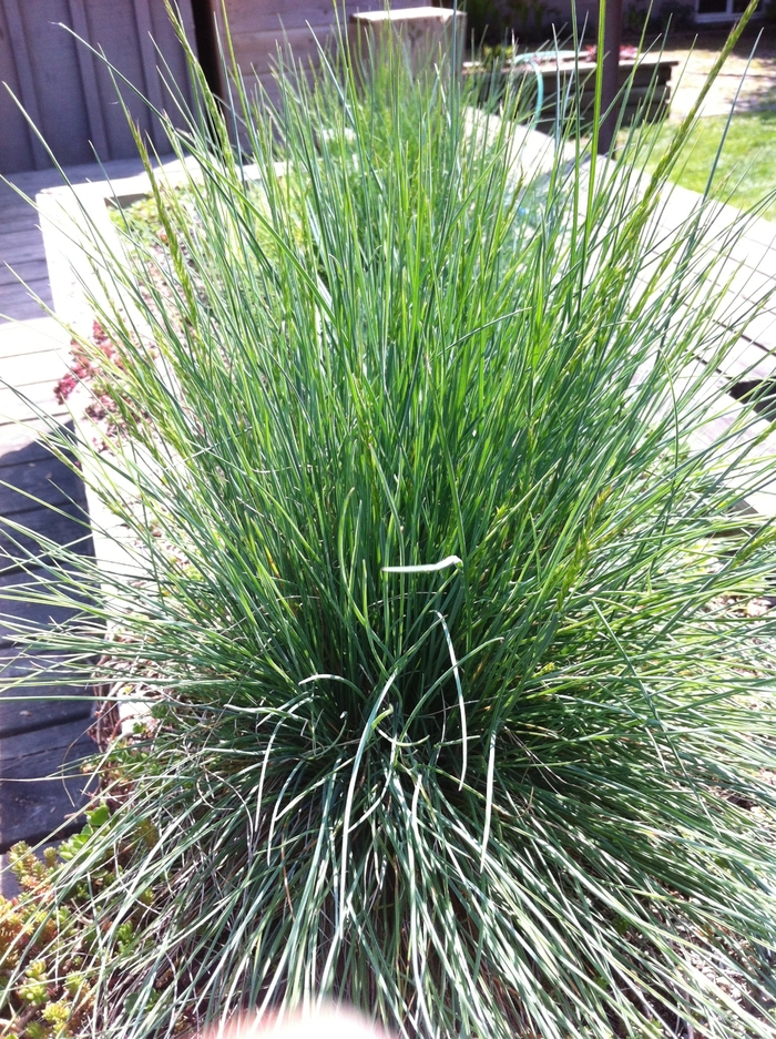 Blue Fescue - Festuca glauca from How Sweet It Is