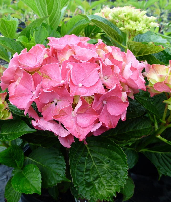 Glowing Embers Hydrangea - Hydrangea macrophylla 'Glowing Embers' from How Sweet It Is