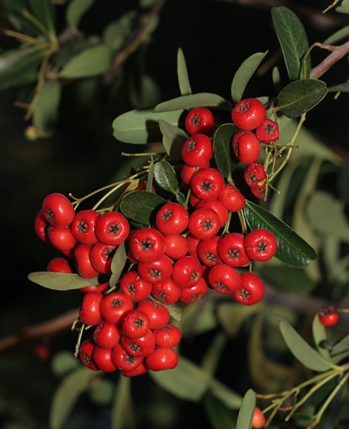 Pyracantha / Firethorn - Pyracantha angustifolia 'Gnozam' from How Sweet It Is