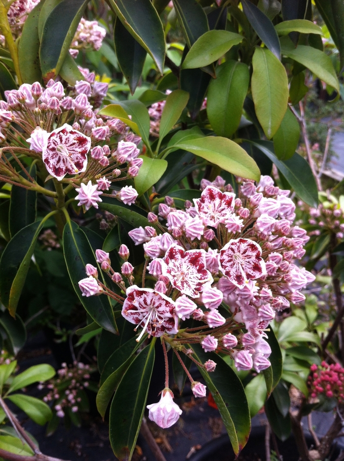 Carousel Mountain Laurel - Kalmia latifolia 'Carousel' from How Sweet It Is