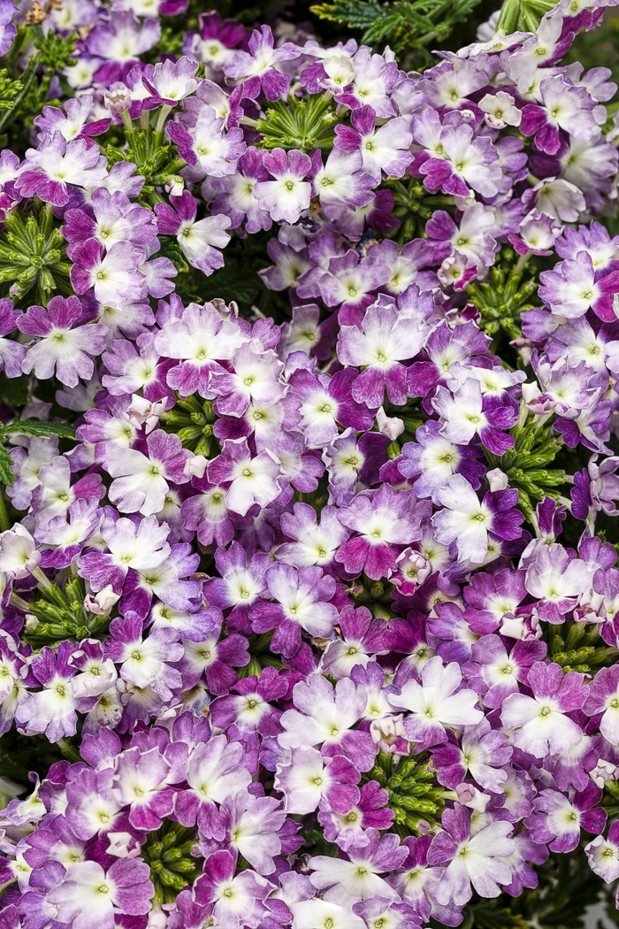 Superbena® Sparkling Amethyst - Verbena hybrid from How Sweet It Is