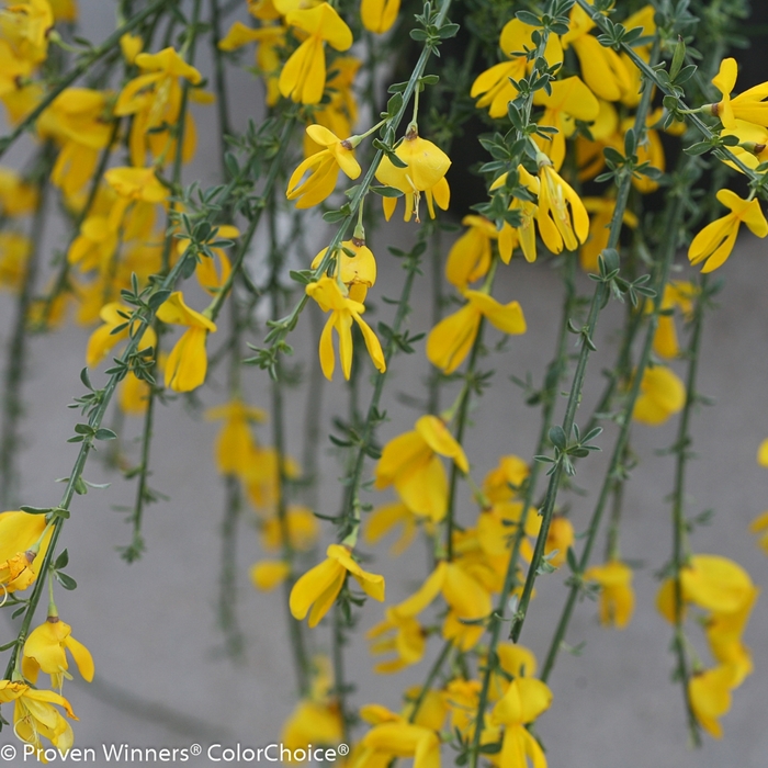 Sister Golden Hair® - Cytisus scoparius from How Sweet It Is