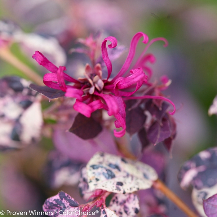 Jazz Hands Variegated® - Loropetalum chinense from How Sweet It Is