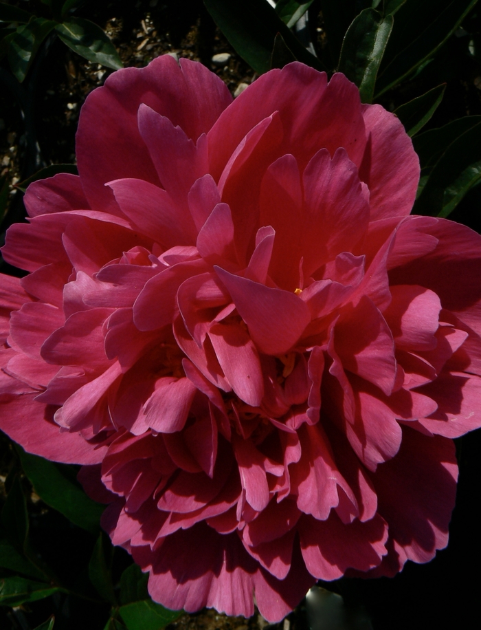 'Kansas' - Paeonia lactiflora from How Sweet It Is