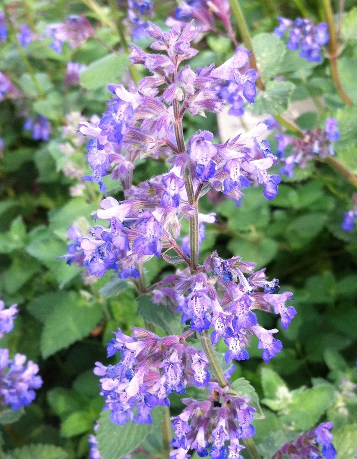 Catmint - Nepeta 'Dropmore' from How Sweet It Is