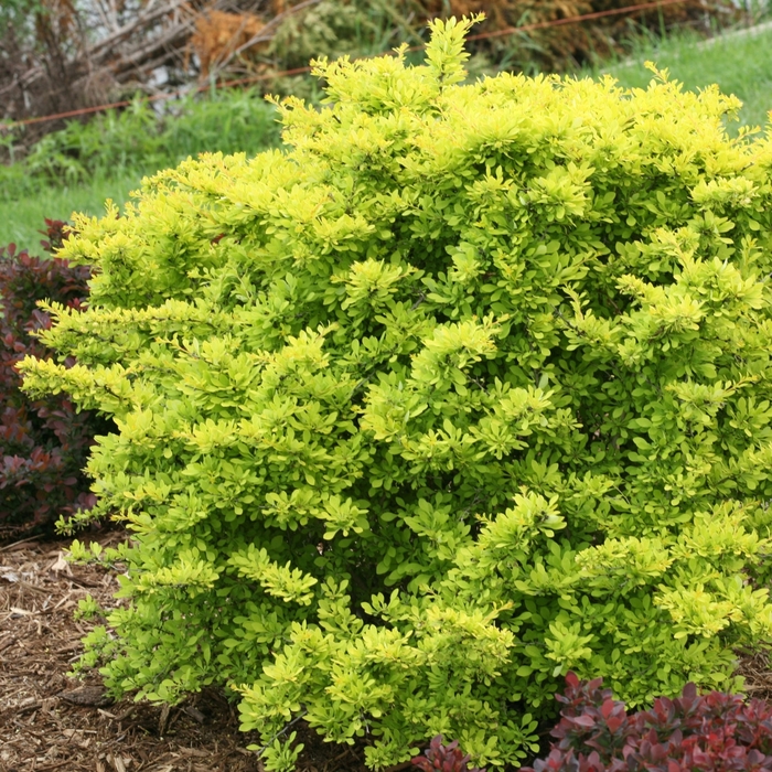 Sunjoy Citrus® - Berberis thunbergii from How Sweet It Is