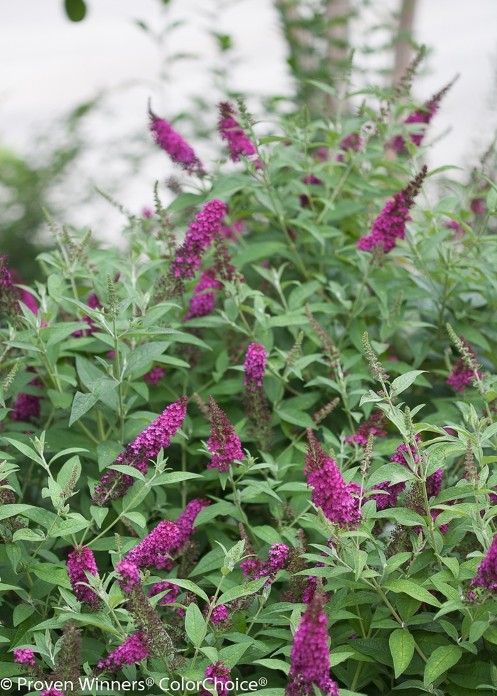 'Miss Molly' - Buddleia davidii from How Sweet It Is