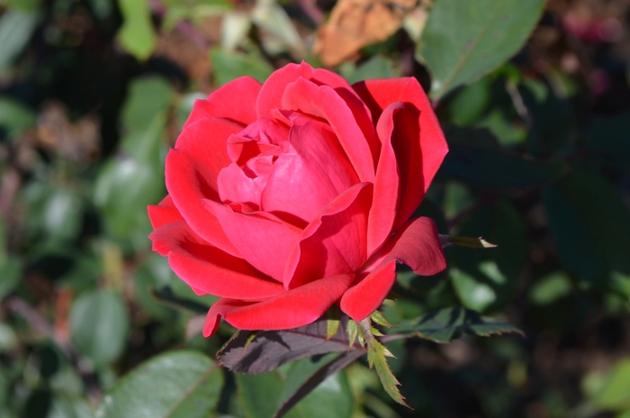 Double Red Knock Out® - Rosa 'Radtko' PP16202, CPBR 3104 from How Sweet It Is