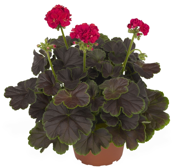 Geranium - Pelargonium hortorum 'Brocade Cherry Night' from How Sweet It Is