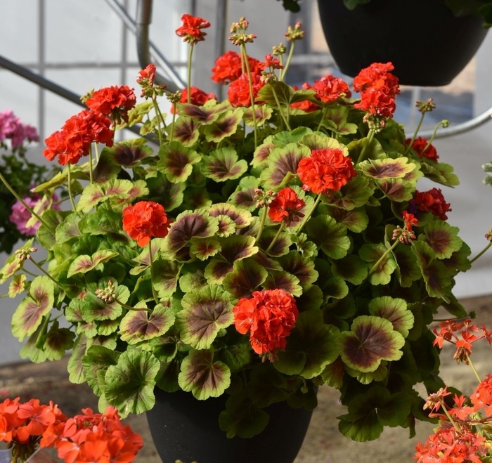 Geranium - Pelargonium hortorum 'Brocade Fire' from How Sweet It Is