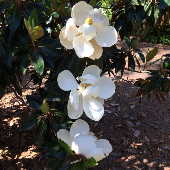 Magnolia - Magnolia grandiflora 'Little Gem' from How Sweet It Is