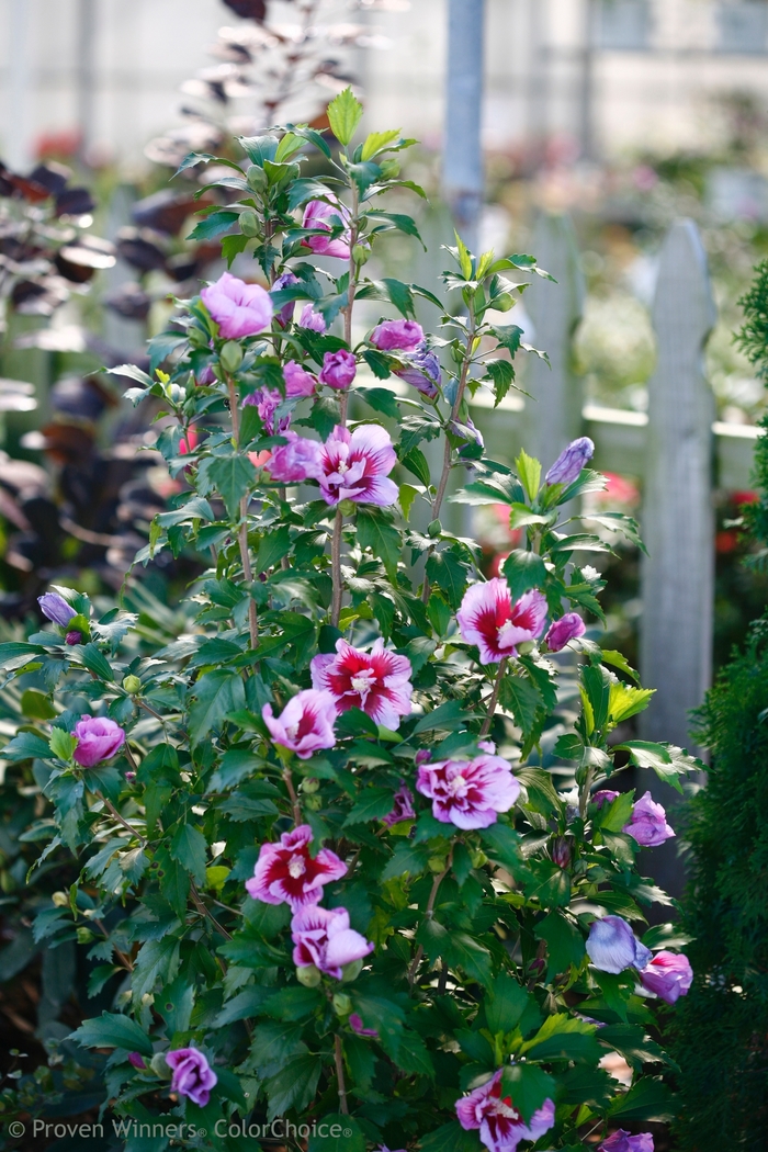 Purple Pillar® - Hibiscus syriacus from How Sweet It Is