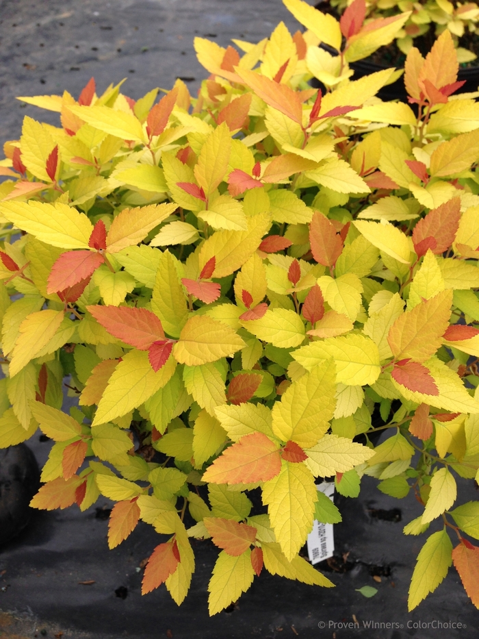 Double Play® Candy Corn® - Spiraea japonica from How Sweet It Is