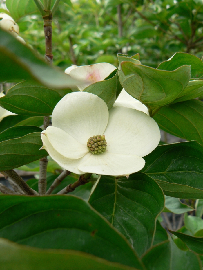 Dogwood - Cornus kousa 'KN30-8' Venus® from How Sweet It Is