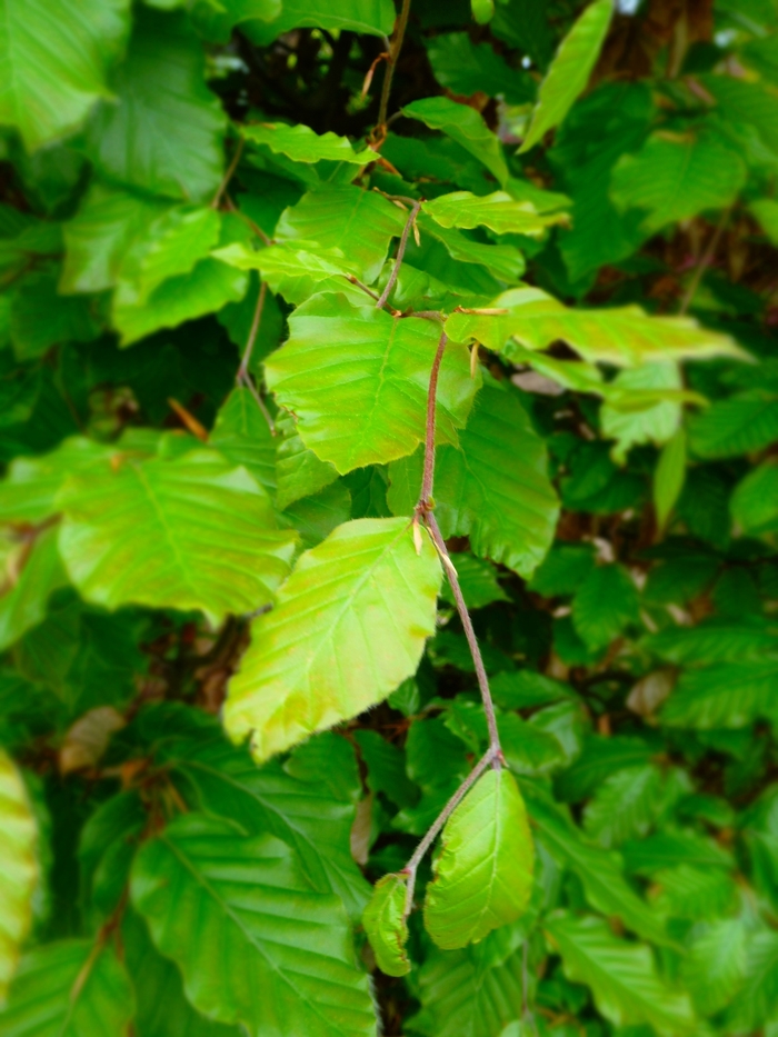 European Beech - Fagus sylvatica from How Sweet It Is