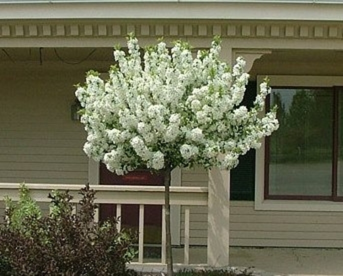 Crabapple - Malus hybrid 'Lollipop®' from How Sweet It Is