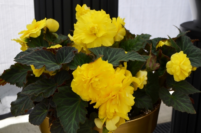 Begonia - Begonia x tuberhybrida Nonstop® Yellow from How Sweet It Is