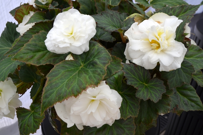 Begonia - Begonia x tuberhybrida Nonstop® White from How Sweet It Is