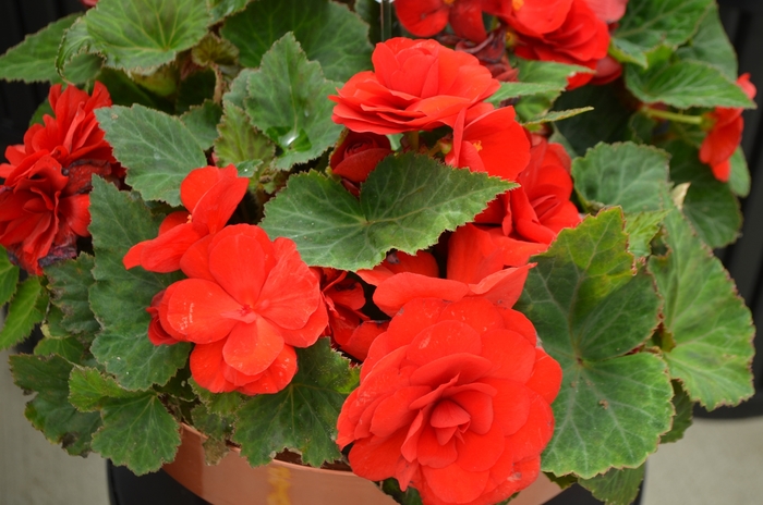 Begonia - Begonia x tuberhybrida Nonstop® Red from How Sweet It Is