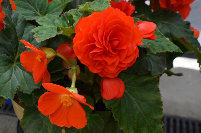 Begonia - Begonia x tuberhybrida Nonstop® Orange from How Sweet It Is