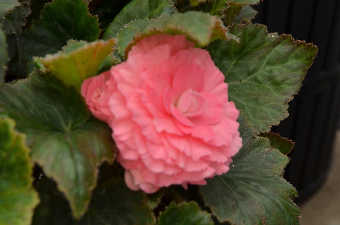 Begonia - Begonia x tuberhybrida Nonstop® Pink from How Sweet It Is