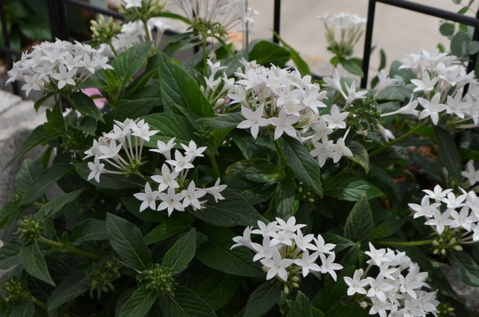 Lucky Star™ White Egyptian Starcluster, Pentas, Starflower - Pentas lanceolata from How Sweet It Is