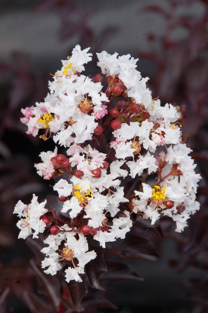 Crape Myrtle - Lagerstroemia hybrid 'Moonlight Magic™' from How Sweet It Is