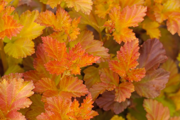 Ninebark - Physocarpus opulifolius 'Amber Jubilee™ ' from How Sweet It Is