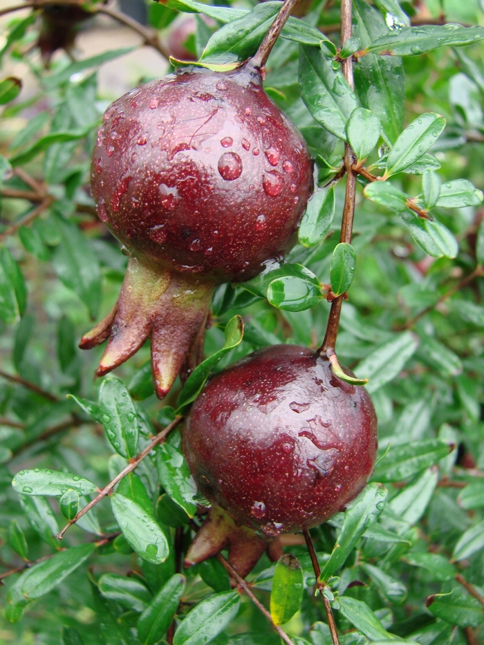 Pomegranate - Punica granatum 'Purple Sunset™' from How Sweet It Is