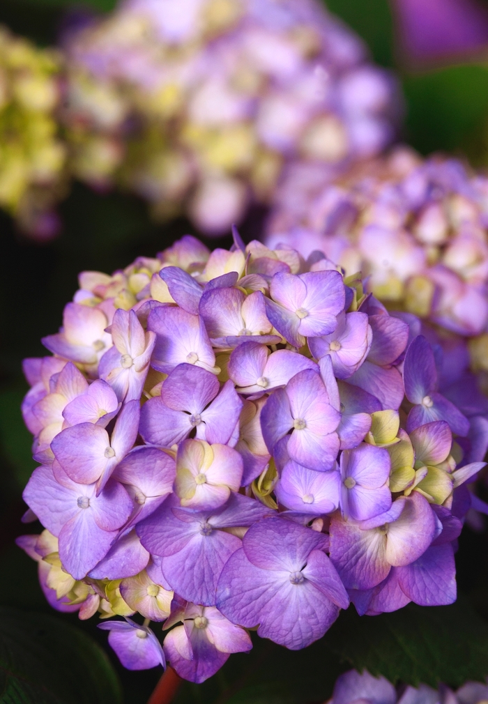 'BloomStruck®' Bigleaf Hydrangea - Hydrangea macrophylla from How Sweet It Is