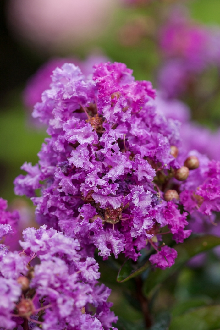 Crape Myrtle - Lagerstroemia hybrid 'Purple Magic' from How Sweet It Is