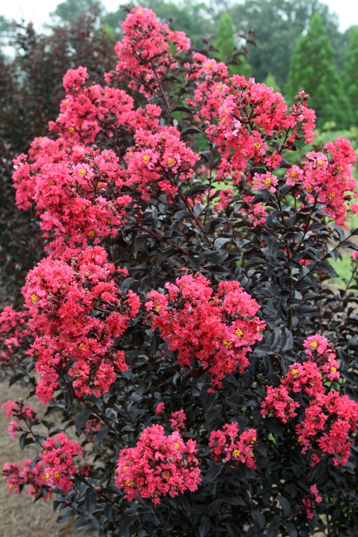 Crape Myrtle - Lagerstroemia hybrid 'Midnight Magic™' from How Sweet It Is