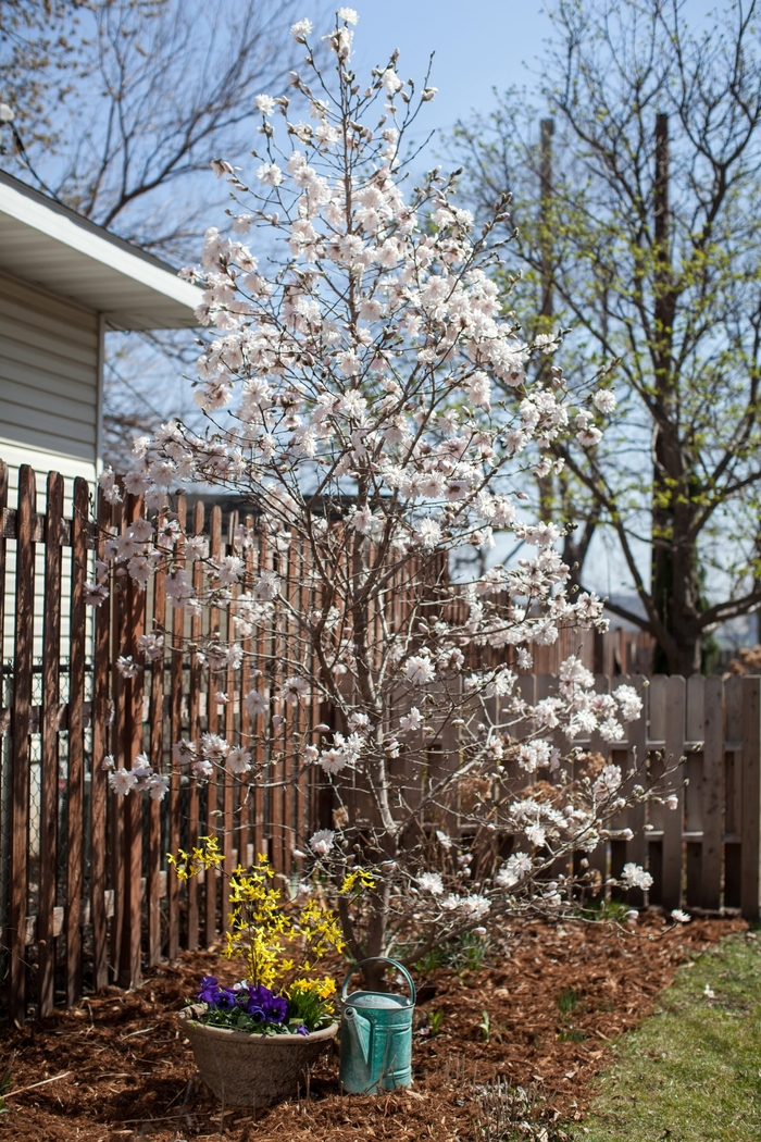 Magnolia - Magnolia stellata 'Centennial Blush' from How Sweet It Is