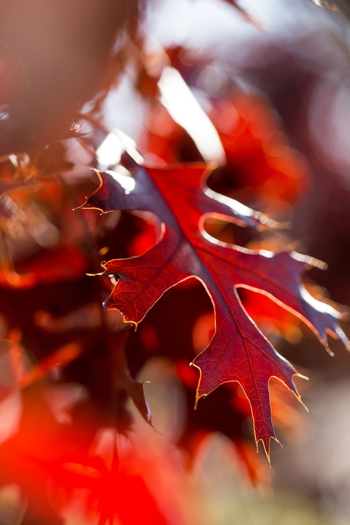 Oak - Quercus ellipsoidalis 'Majestic Skies™ Northern Pin' from How Sweet It Is