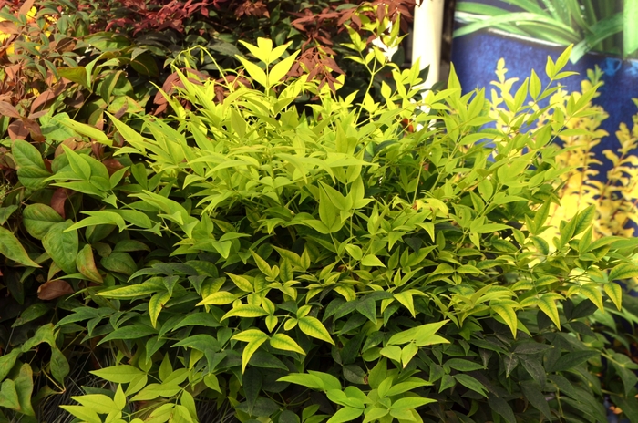 Nandina - Nandina domestica 'Lemon Lime' COPY from How Sweet It Is