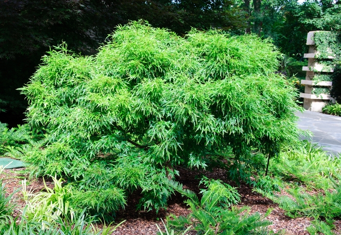 Maple Japanese - Acer buergerianum 'Mino yatsubusa' from How Sweet It Is