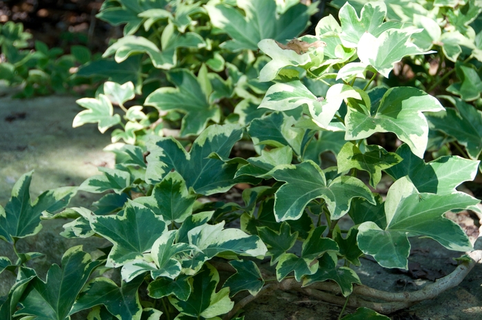 'Angyo Star' Tree Ivy - x Fatshedera lizei from How Sweet It Is