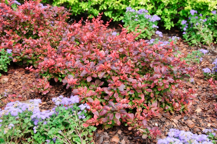 Barberry - Berberis thunbergii 'Gentry' (Royal Burgundy) from How Sweet It Is