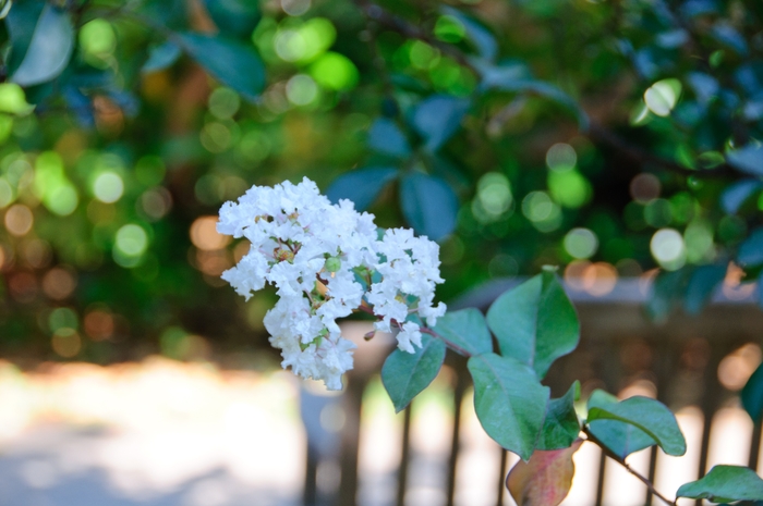 Crape Myrtle - Lagerstroemia indica 'Burgundy Cotton' from How Sweet It Is