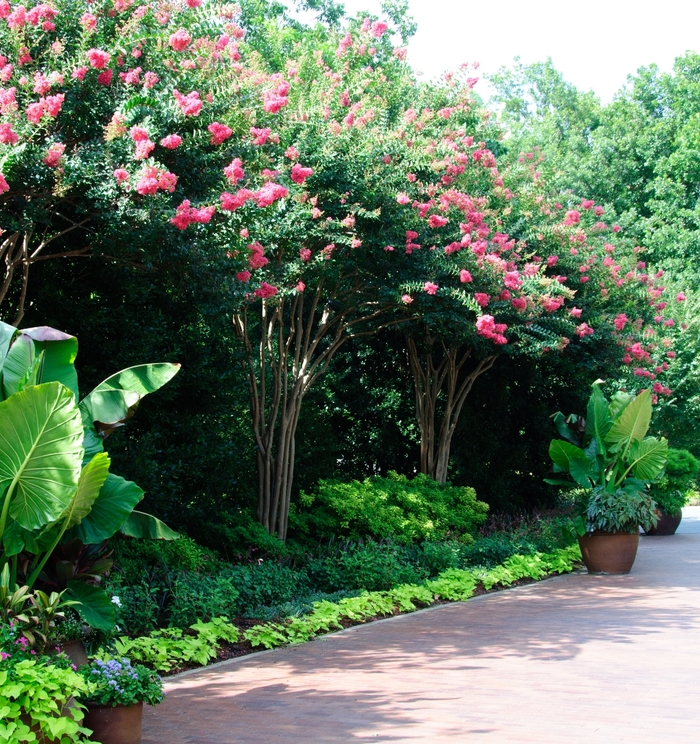 Crape Myrtle - Lagerstroemia indica 'Tuscarora' from How Sweet It Is